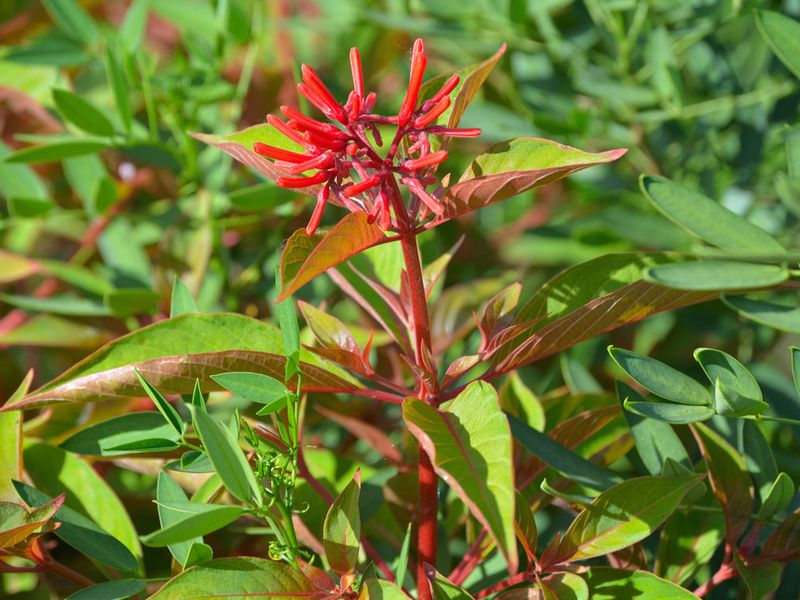 Anchor Firebush With Coreopsis
