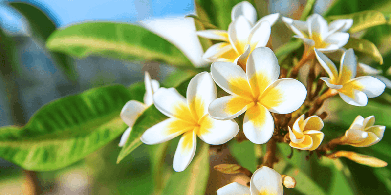 Match Plumeria Care To Your Region And Rainfall Match Plumeria Care To Your Region And Rainfall