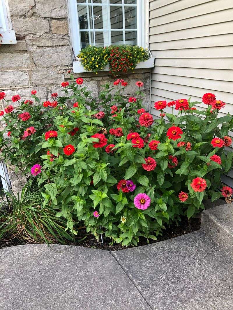 Match Zinnias To North Central And South Florida Timing