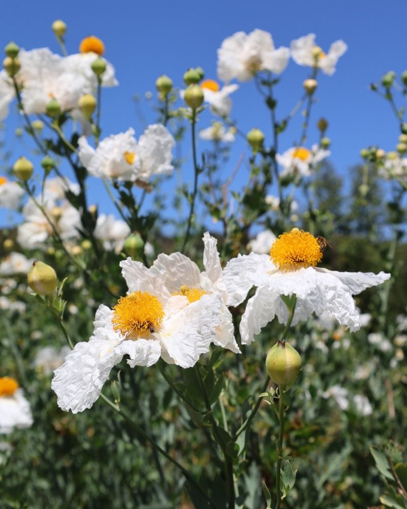 Matilija Poppy