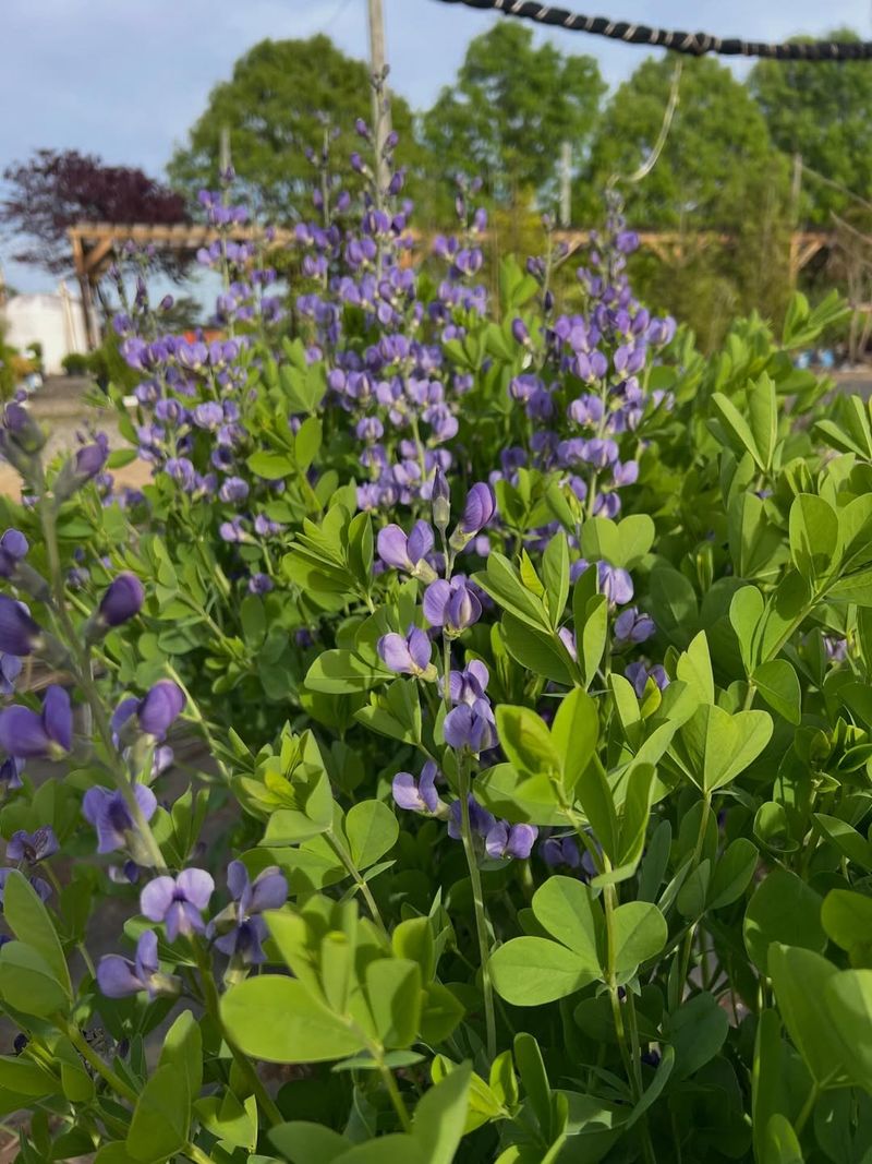 Mature Baptisia Often Struggles After Digging