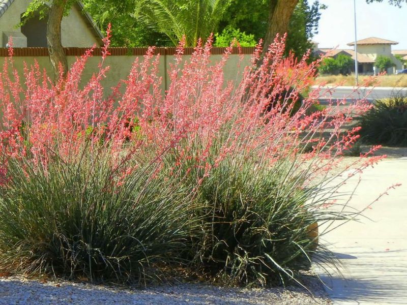Mature Clumps Need Very Little Maintenance Mature Clumps Need Very Little Maintenance