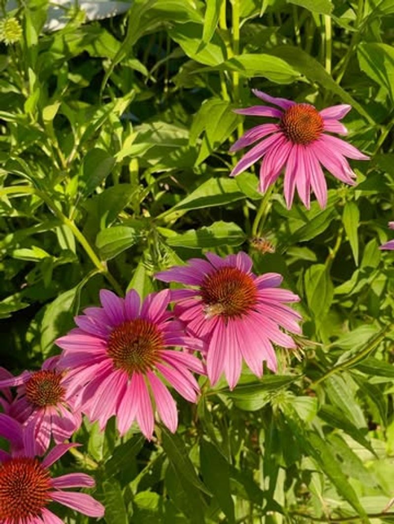 Mature Clumps Return Reliably Each Growing Season