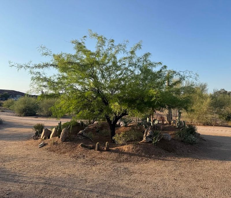Mature Growth Gets By With Less Summer Water