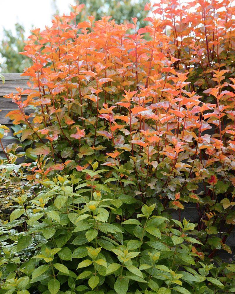 Mature Ninebark Handles Michigan Weather Better Than Young Shrubs
