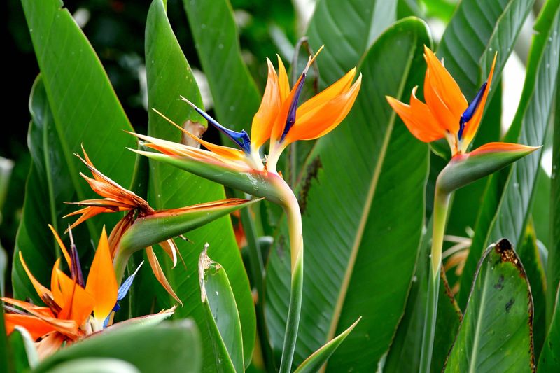 Mature Plants Bloom More Reliably