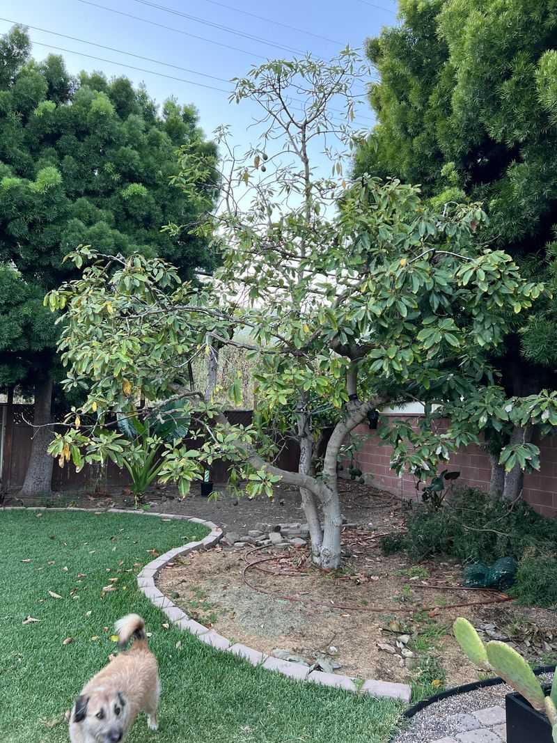 Mature Trees Need A Wider Soak Mature Trees Need A Wider Soak
