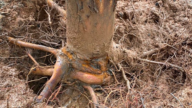 Mature Trees Pull Moisture From Nearby Soil Mature Trees Pull Moisture From Nearby Soil