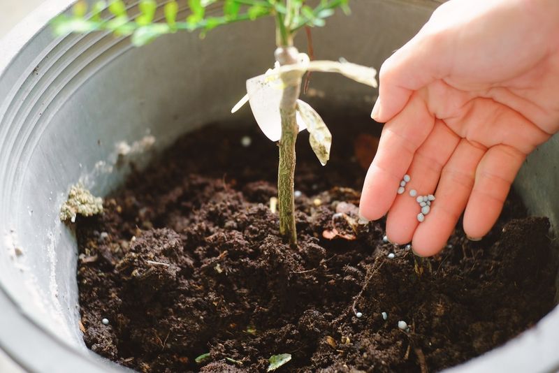 May Aligns With Active Citrus Growth