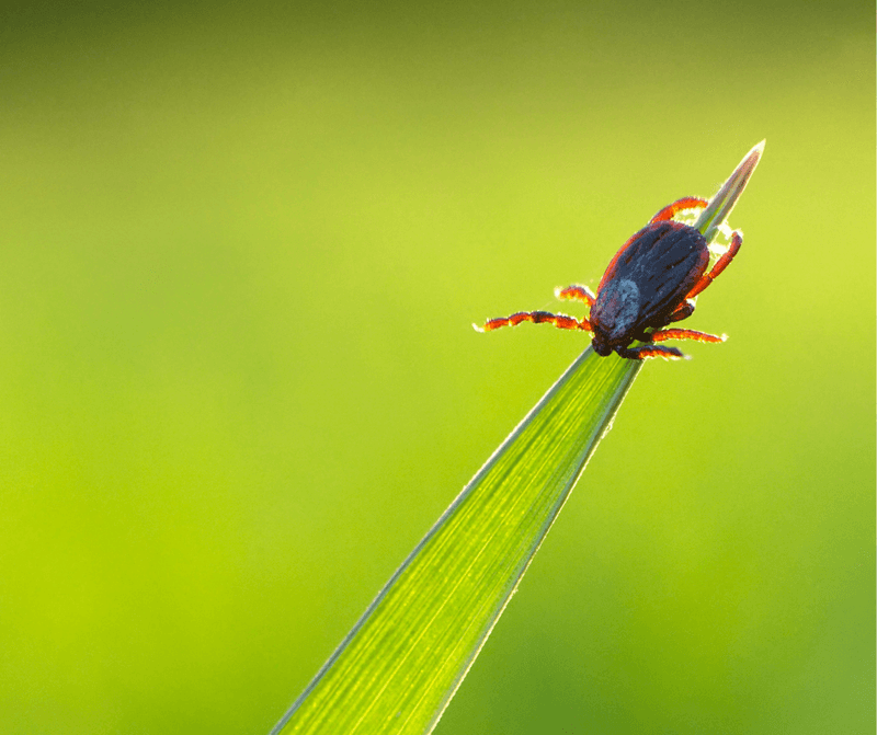 May Brings Peak Tick Activity In Ohio
