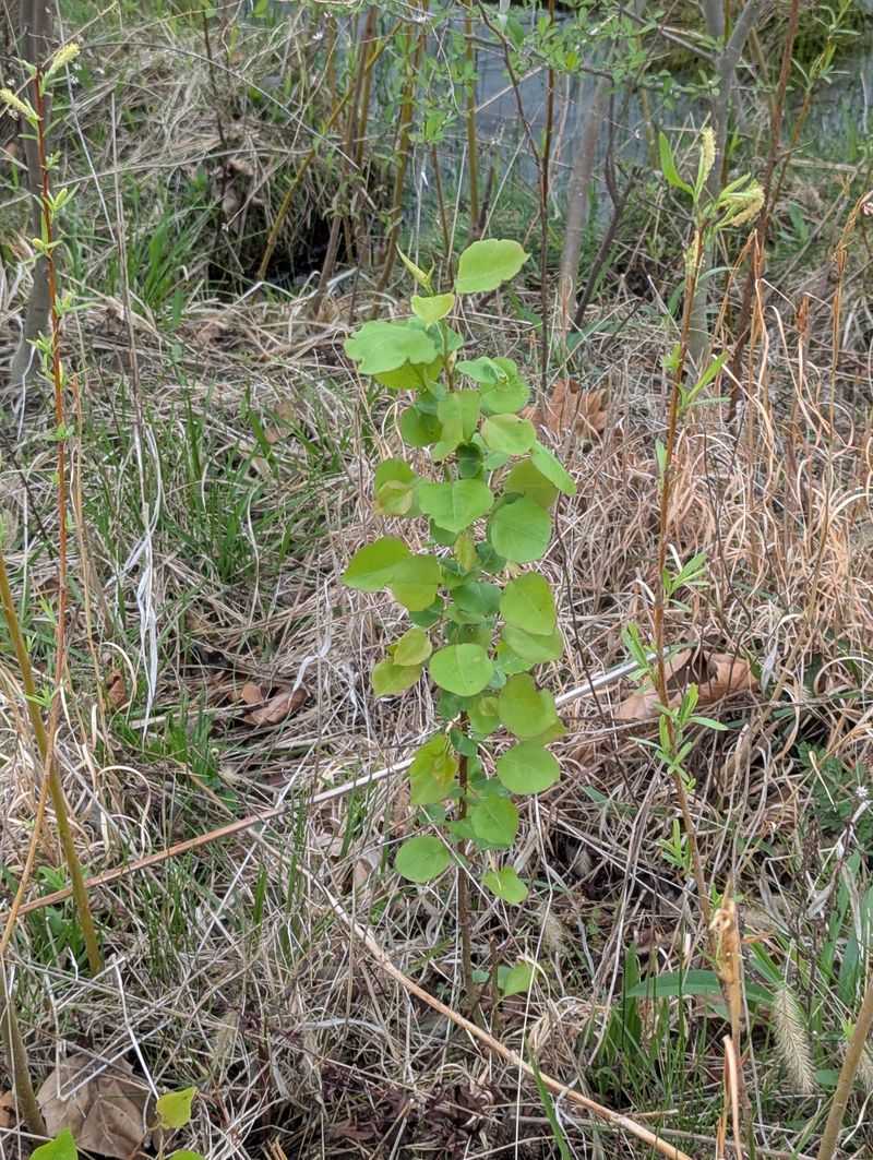 May Is A Smart Time To Catch Seedlings Early