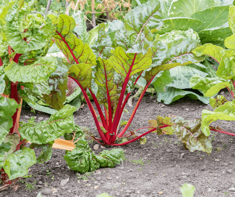 May Is Peak Rhubarb Season In Michigan And Here Is Why