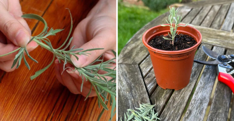 May Is The Perfect Time For Michigan Gardeners To Propagate Lavender From Cuttings