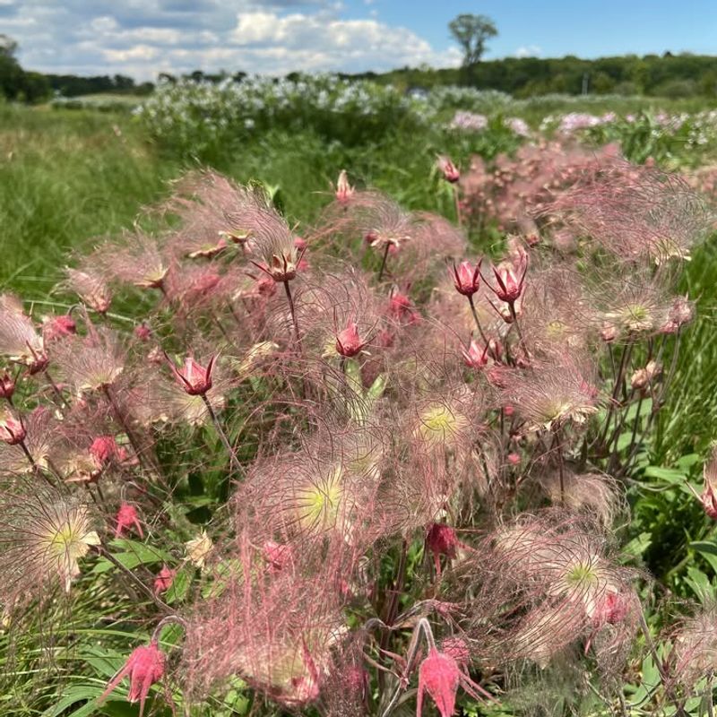 May Is When The Magic Happens In Michigan