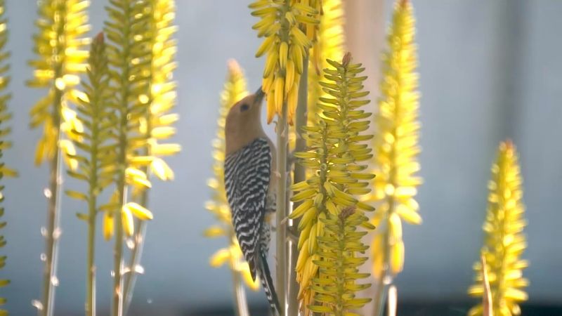 May Nesting Duties Pull Gila Woodpeckers Into Yards