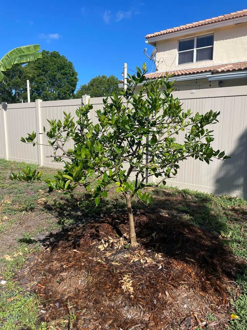 May Watering Supports Early Fruit Growth