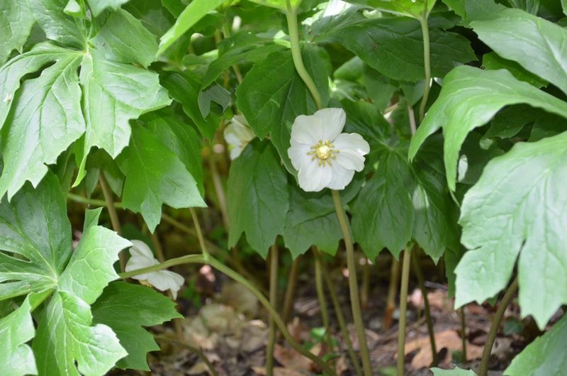 Mayapple Adds Bold Umbrella-Like Leaves