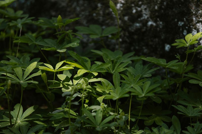 Mayapple (Podophyllum Peltatum)