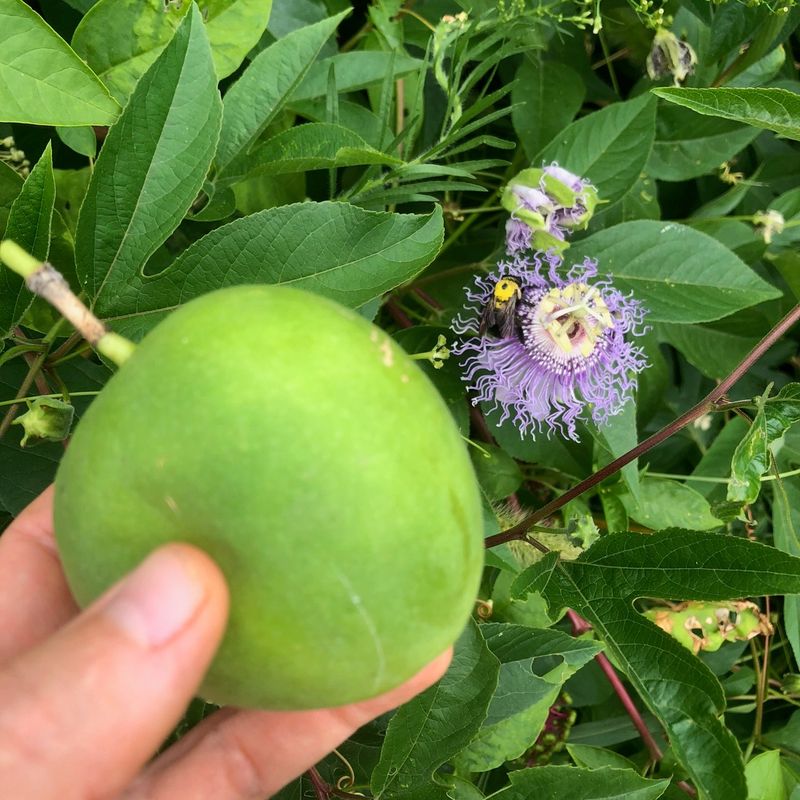 Maypop Fruit Adds Another Layer Of Interest Maypop Fruit Adds Another Layer Of Interest