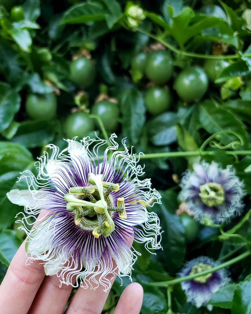 Maypop Passionflower Covers A Trellis With Edible Fruit Maypop Passionflower Covers A Trellis With Edible Fruit