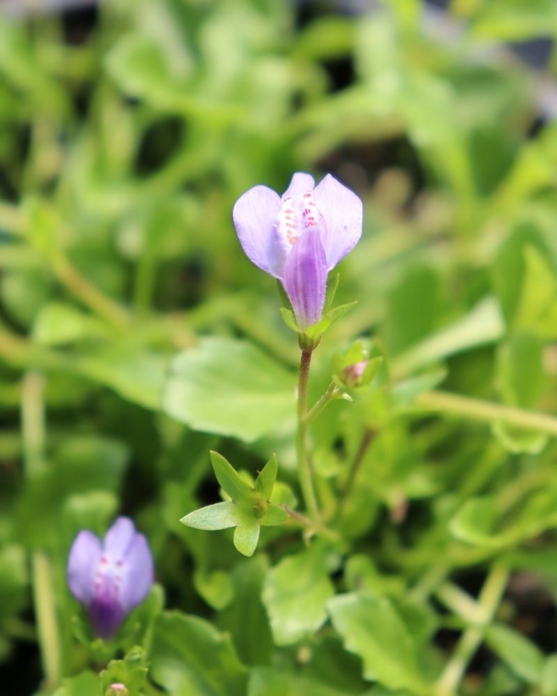 Mazus