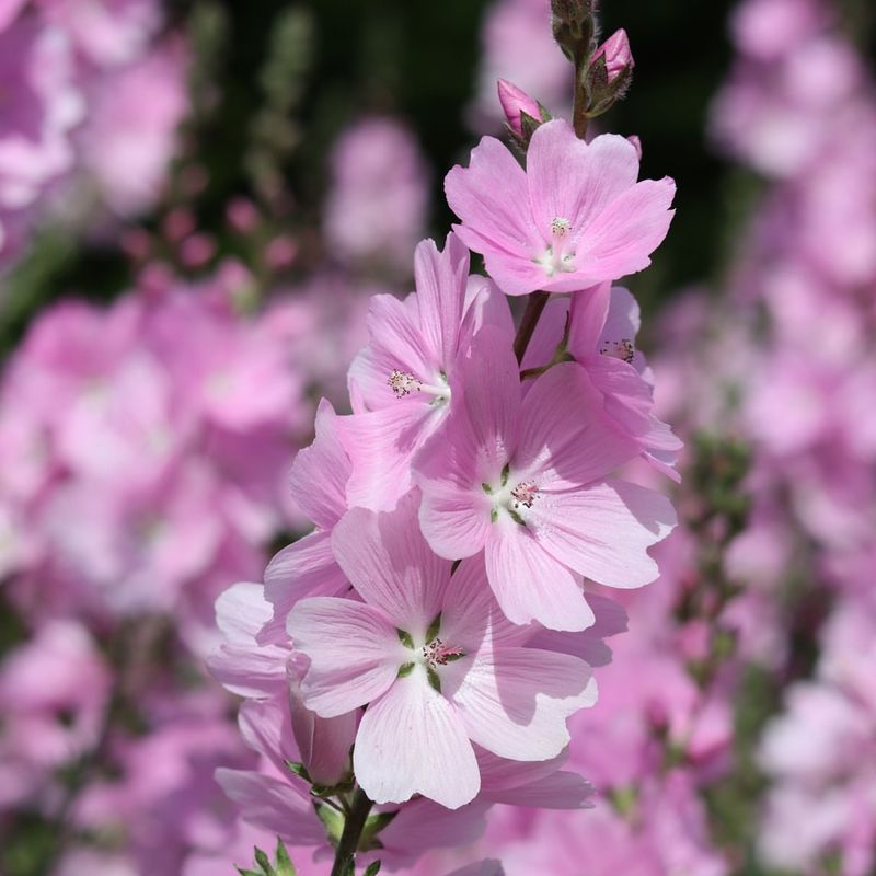 Meadow Checkermallow Meadow Checkermallow
