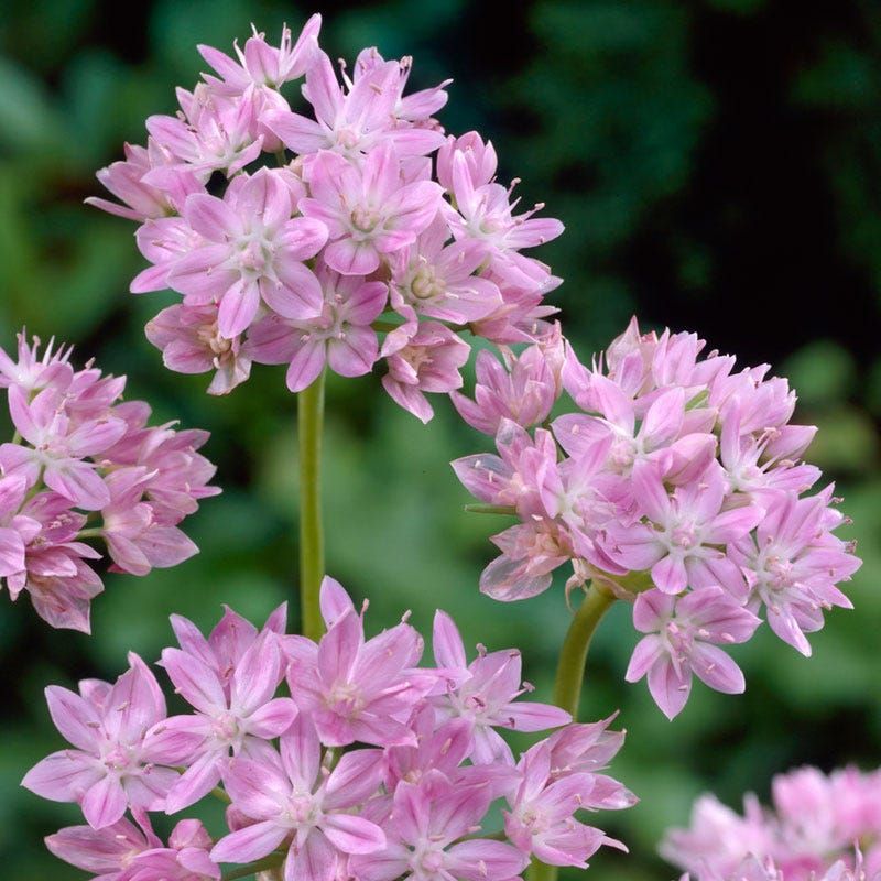 Meadow Onion