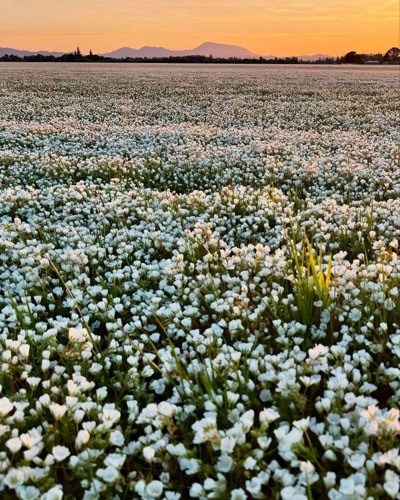 Meadowfoam