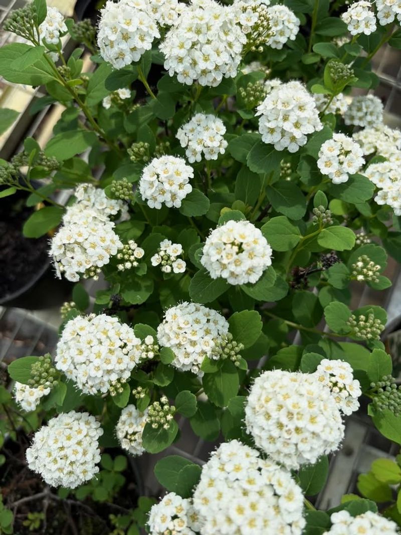 Meadowsweet