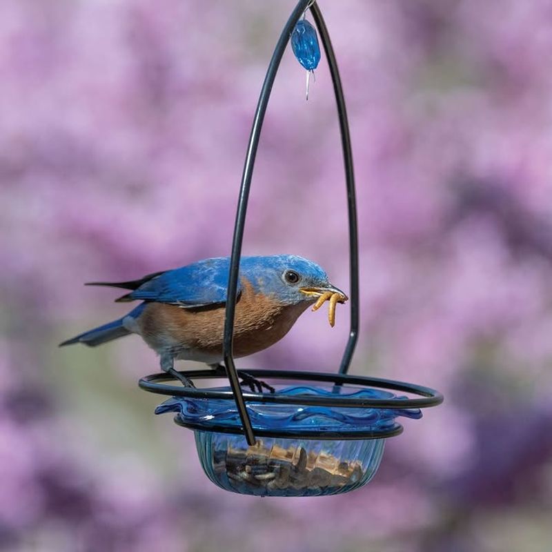 Mealworms Placed Near Open Feeding Areas