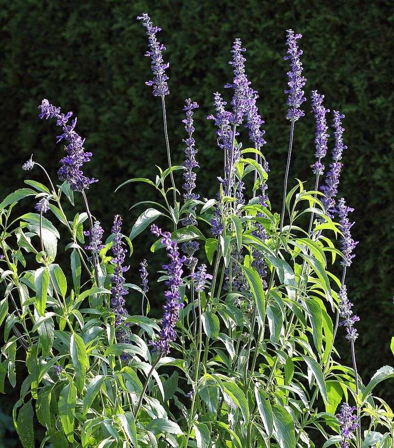 Mealy Blue Sage Keeps Flowering Through Summer