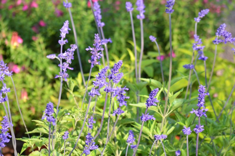 Mealy Blue Sage Mealy Blue Sage