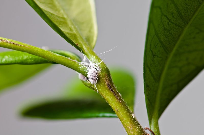 Mealybugs Expand Fast In Warm Protected Spots