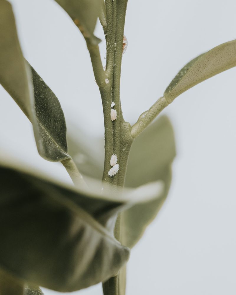 Mealybugs Leave Cottony Clumps Behind Mealybugs Leave Cottony Clumps Behind