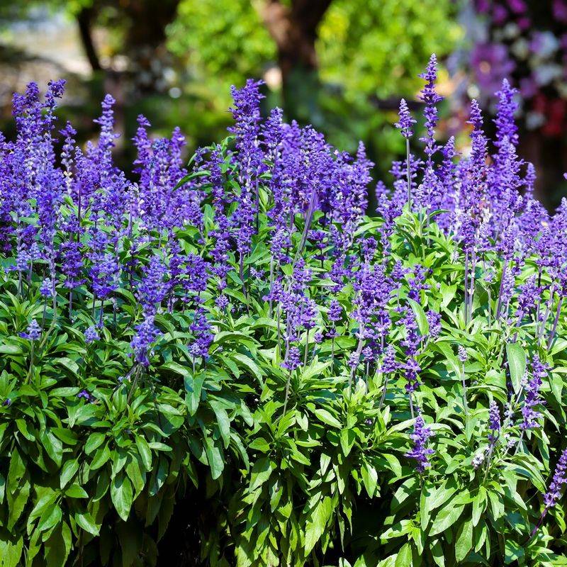 Mealycup Sage Stands Tall Through Summer Neglect