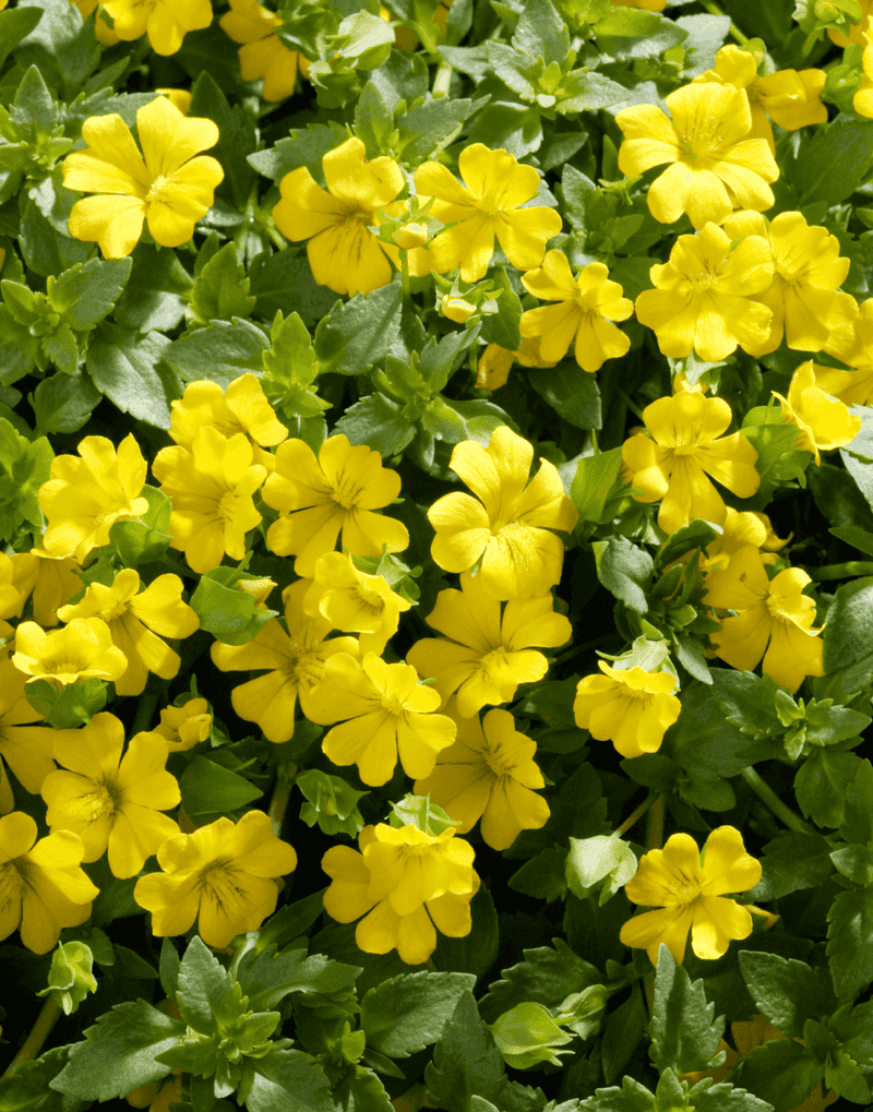 Mecardonia Brings Small Blooms With Big Impact