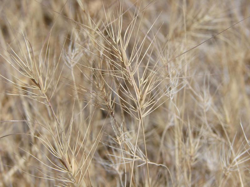 Medusahead Rye Changes The Way Dry Fields Burn