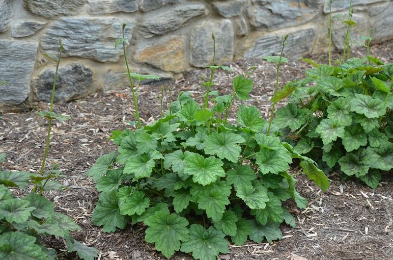 Meet American Alumroot, Ohio's Native Hosta Alternative