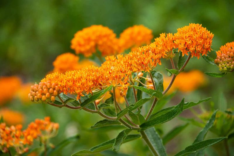 Meet Butterflyweed - The Native Perennial With Fiery Summer Color