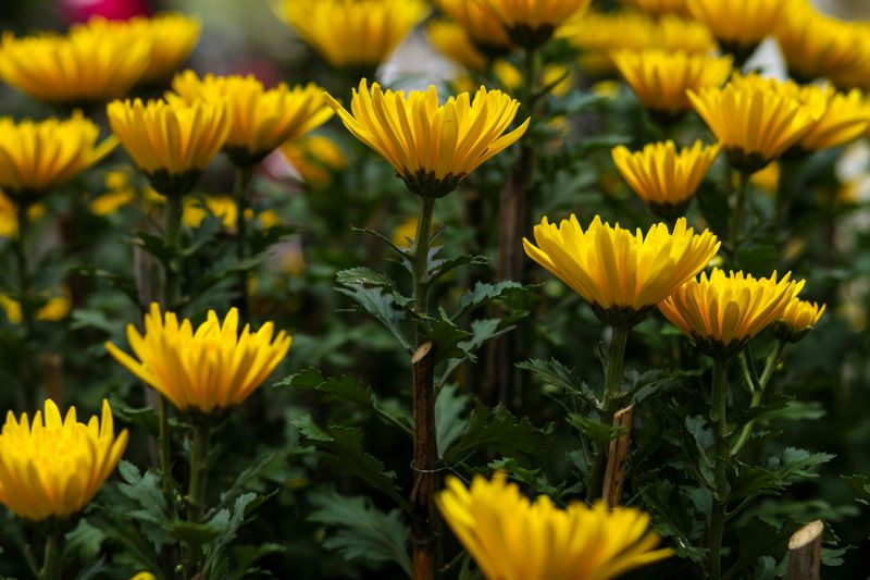 Meet Chrysanthemum, The Flower Behind Your Bug Spray 