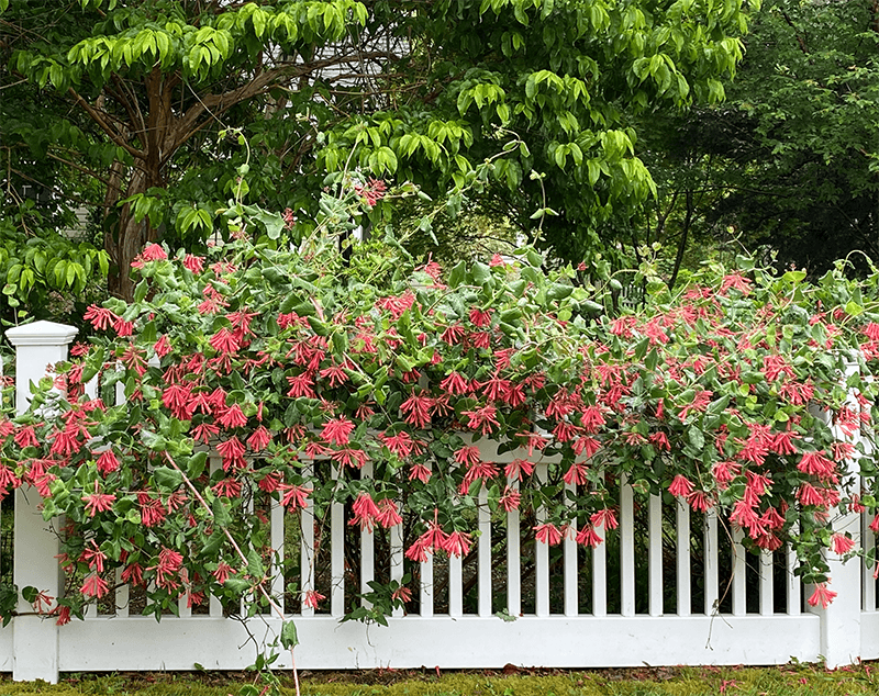 Meet Coral Honeysuckle, The Native Vine For Sunny Fences Meet Coral Honeysuckle, The Native Vine For Sunny Fences