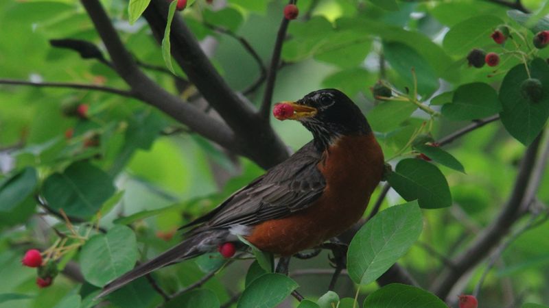 Meet Serviceberry, The Native Summer Berry Birds Love