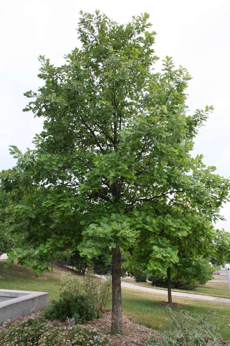 Meet Swamp White Oak, The Native Tree Behind The Firefly Habitat