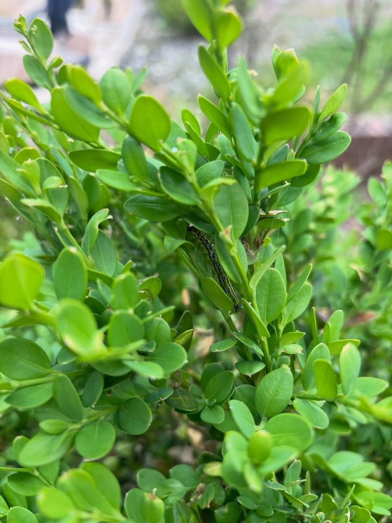 Meet The Boxwood Pest Gardeners Should Not Ignore