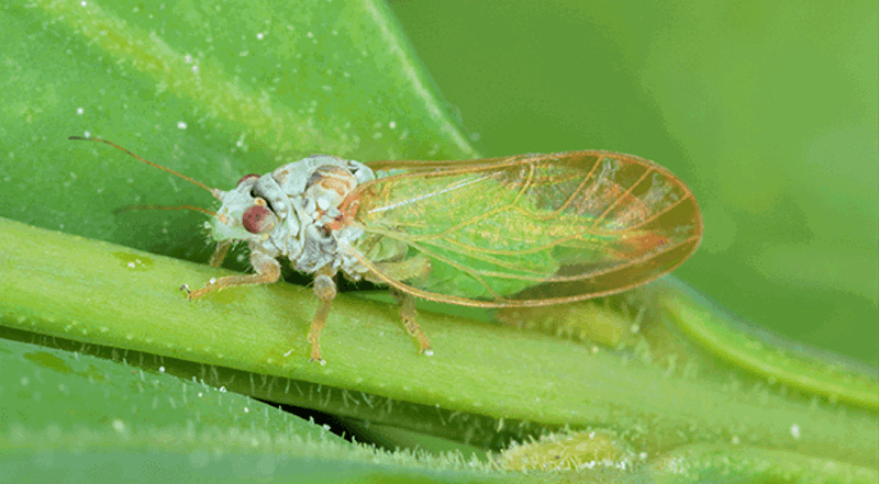 Meet The Boxwood Psyllid Meet The Boxwood Psyllid
