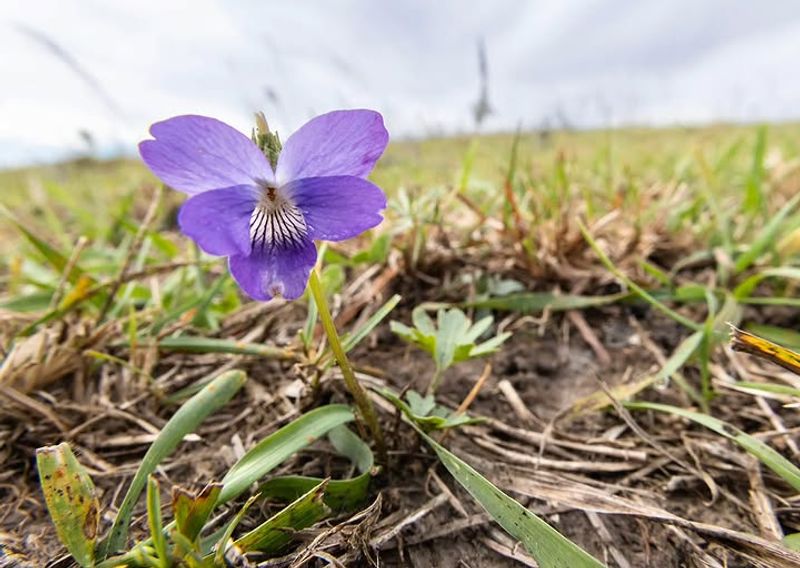 Meet The Native Plant Hiding In Your Grass