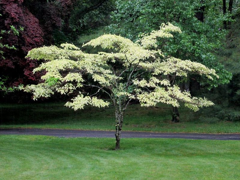 Dogwood tree