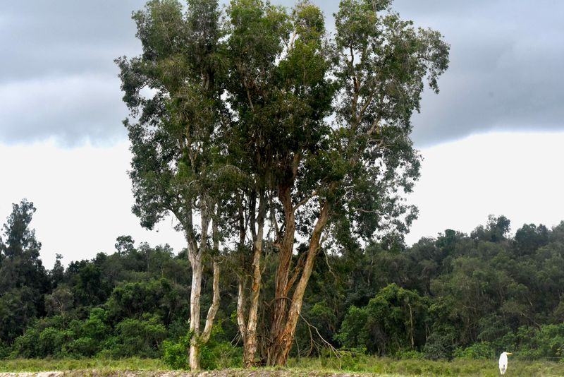Melaleuca Does Not Belong In Hurricane-Prone Yards Melaleuca Does Not Belong In Hurricane-Prone Yards