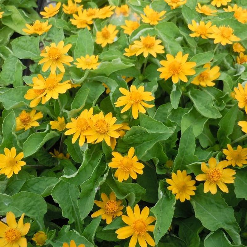 Melampodium For Cheerful Yellow Blooms