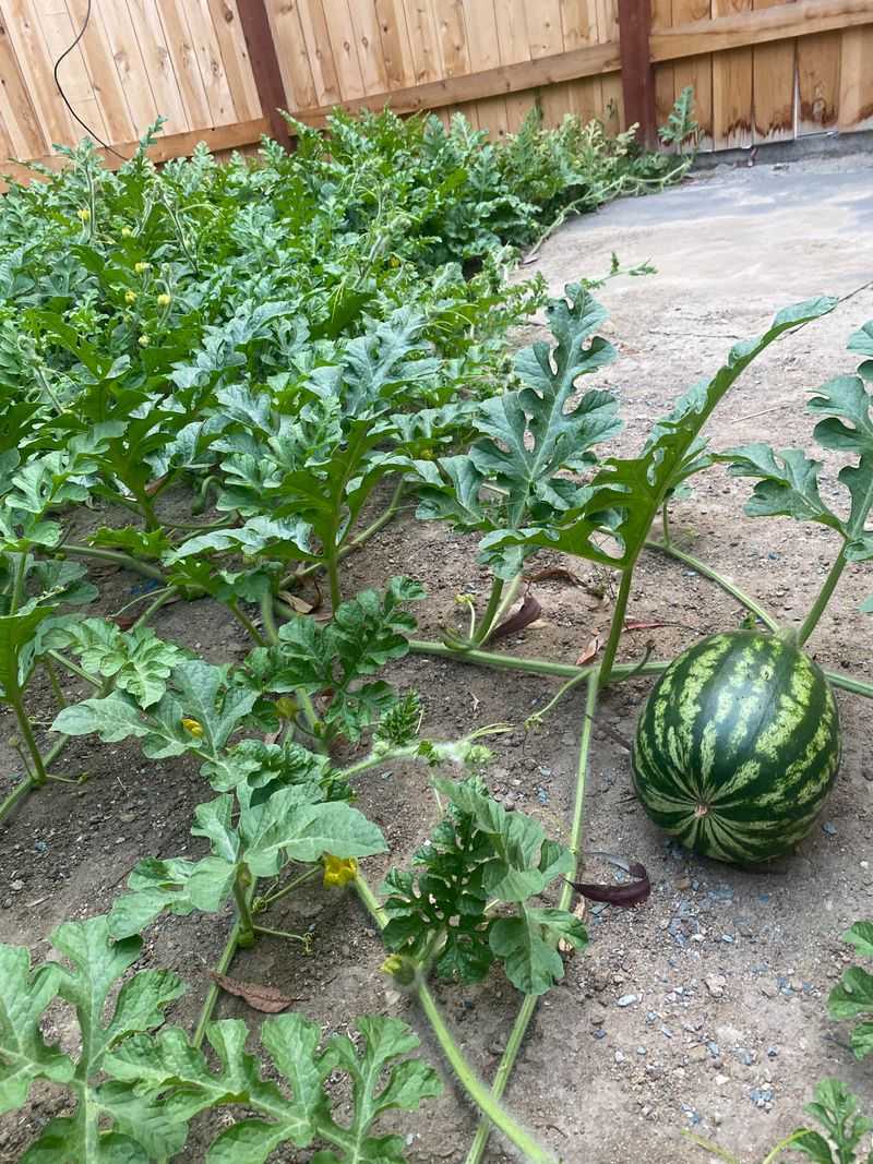 Melon Beds